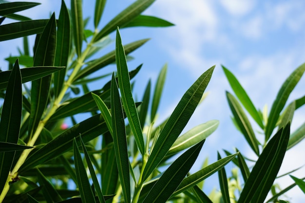 Vue rapprochée d'une plante verte fraîche contre le ciel