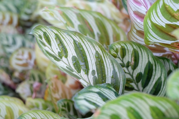 Photo vue rapprochée d'une plante verte fraîche