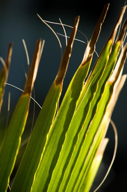 Photo vue rapprochée d'une plante verte fraîche