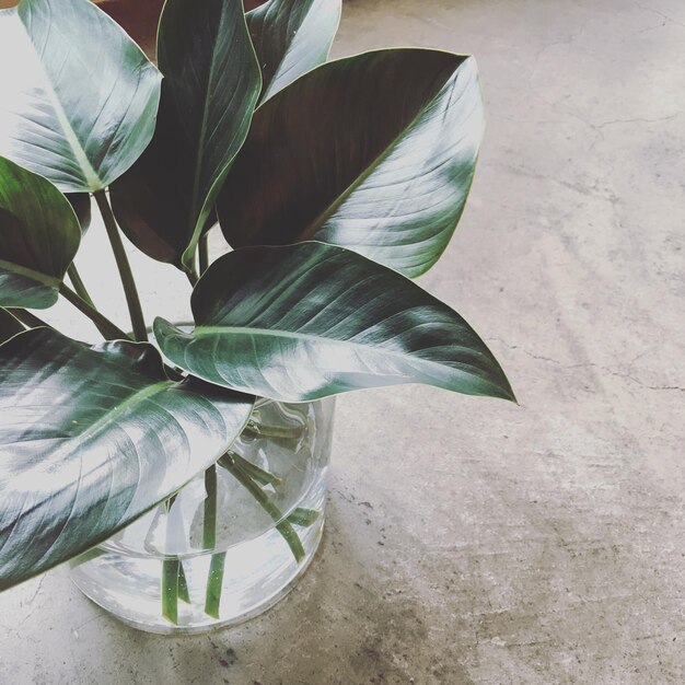 Photo vue rapprochée d'une plante verte fraîche