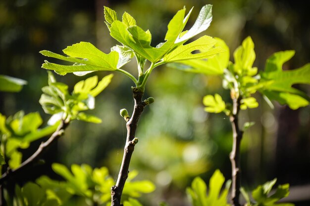 Photo vue rapprochée d'une plante verte fraîche