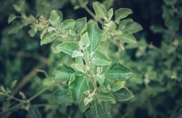 Photo vue rapprochée d'une plante verte fraîche