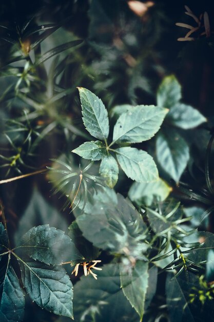 Photo vue rapprochée d'une plante verte fraîche