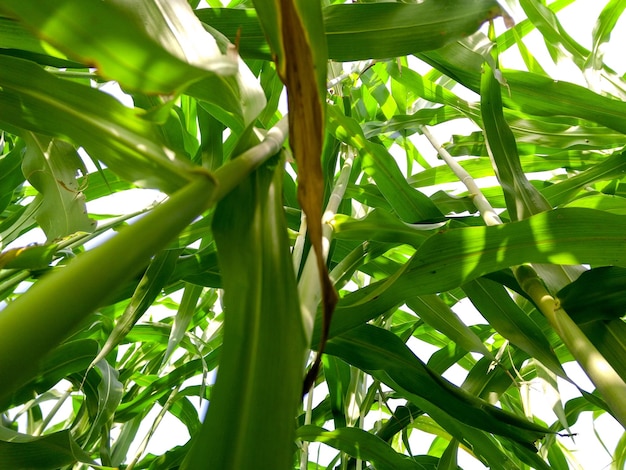 Vue rapprochée d'une plante verte fraîche