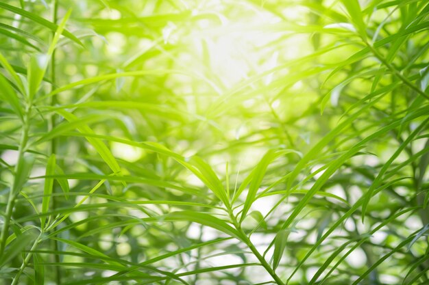 Photo vue rapprochée d'une plante verte fraîche