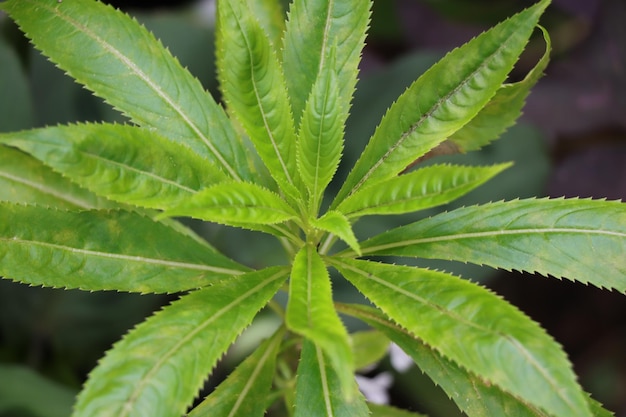 Photo vue rapprochée d'une plante verte fraîche