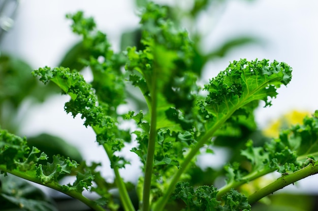 Vue rapprochée d'une plante verte fraîche