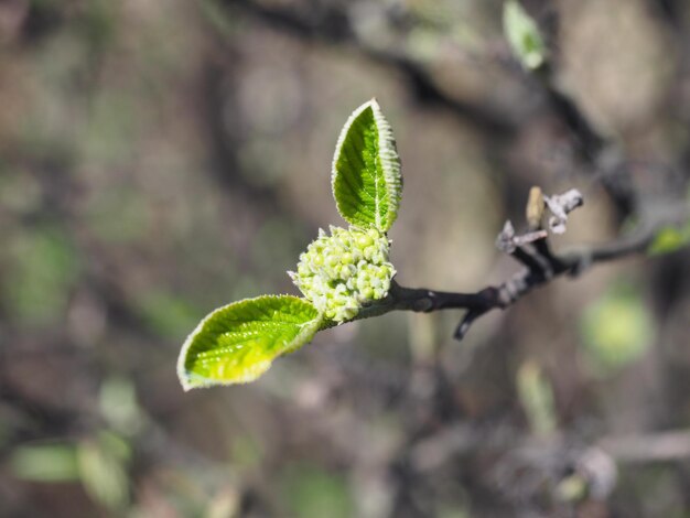 Photo vue rapprochée d'une plante verte fraîche