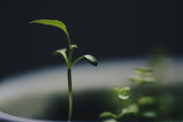 Vue rapprochée d'une plante verte fraîche