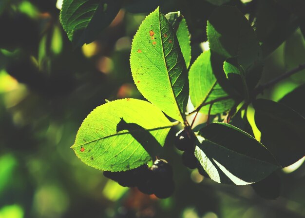 Photo vue rapprochée d'une plante verte fraîche