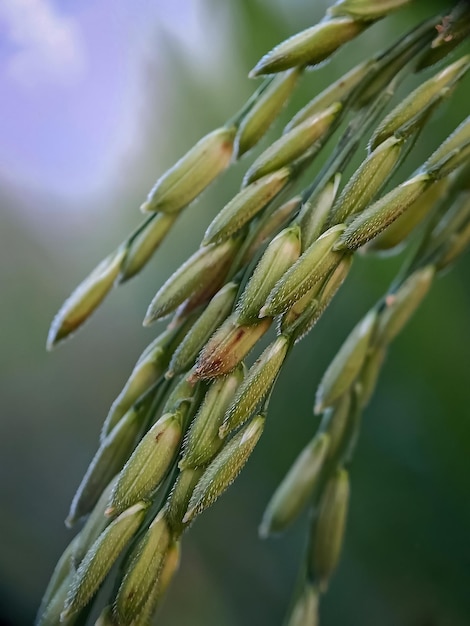 Photo vue rapprochée d'une plante verte fraîche