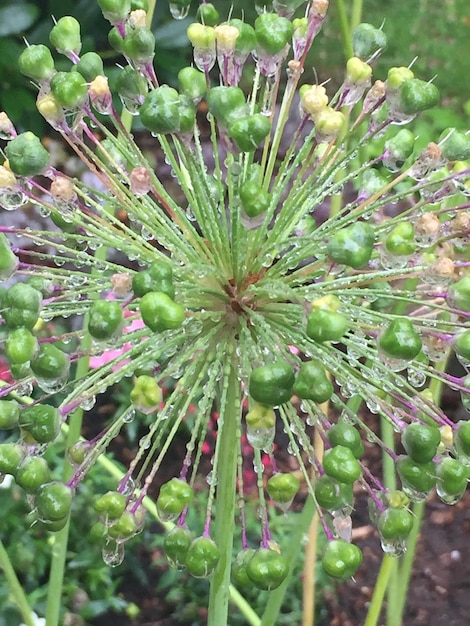 Photo vue rapprochée d'une plante verte fraîche