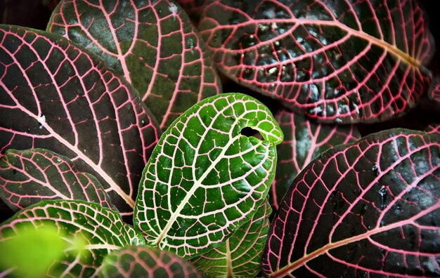 Photo vue rapprochée d'une plante verte fraîche