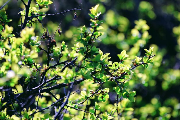 Vue rapprochée d'une plante verte fraîche