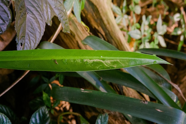 Vue rapprochée d'une plante verte fraîche