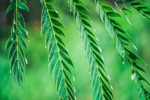 Photo vue rapprochée d'une plante verte fraîche