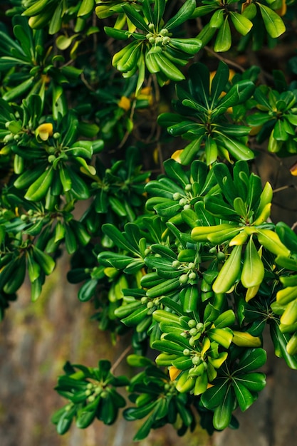 Photo vue rapprochée d'une plante verte fraîche