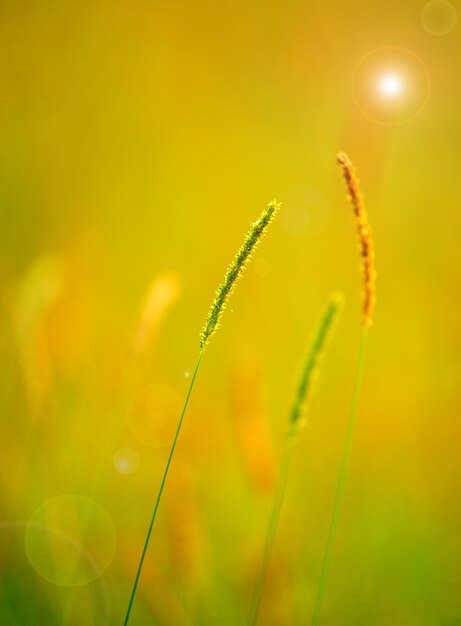 Vue rapprochée des plantes au printemps