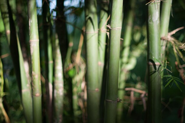 Photo vue rapprochée des plantes de bambou dans la forêt