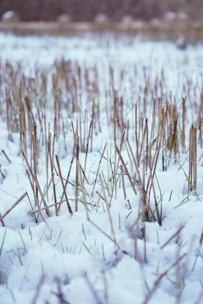 Photo vue rapprochée des plantes congelées pendant l'hiver