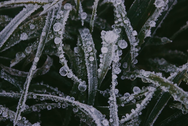 Vue rapprochée des plantes congelées