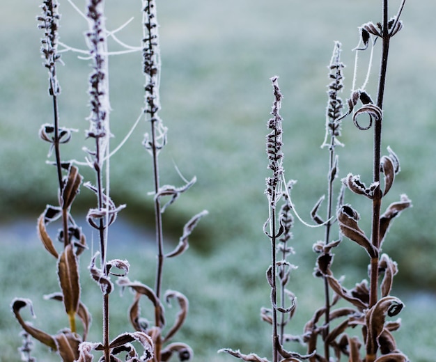 Vue rapprochée des plantes contre le ciel
