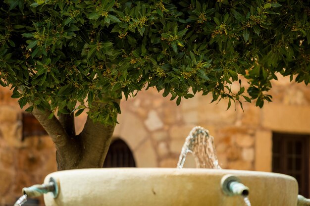 Photo vue rapprochée des plantes contre une fontaine dans la cour