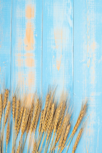 Photo vue rapprochée des plantes contre le mur bleu