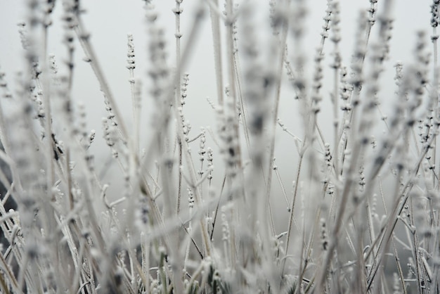 Vue rapprochée des plantes couvertes de neige