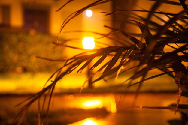 Photo vue rapprochée des plantes éclairées contre le ciel de nuit