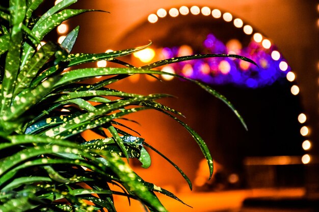 Photo vue rapprochée des plantes éclairées la nuit