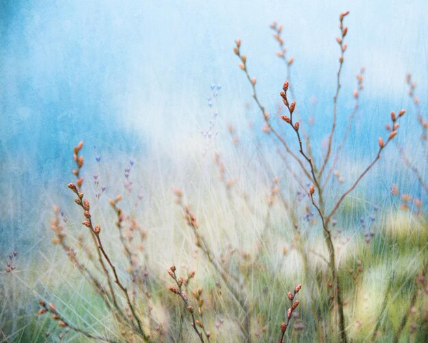 Photo vue rapprochée des plantes face à la mer