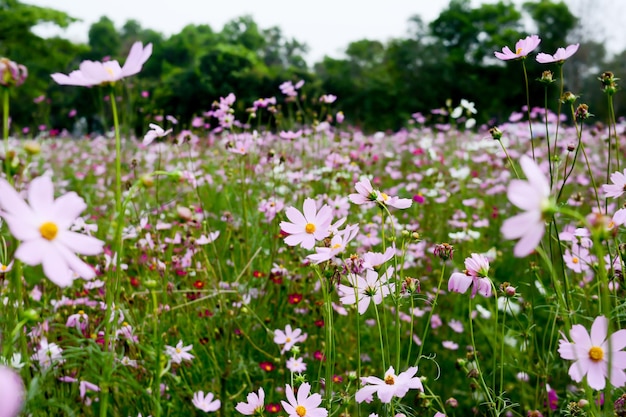 Photo vue rapprochée des plantes à fleurs blanches sur le champ