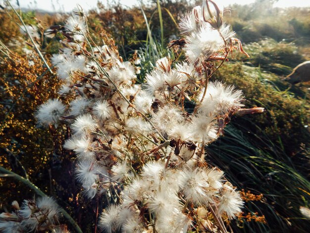 Photo vue rapprochée des plantes à fleurs blanches sur le champ