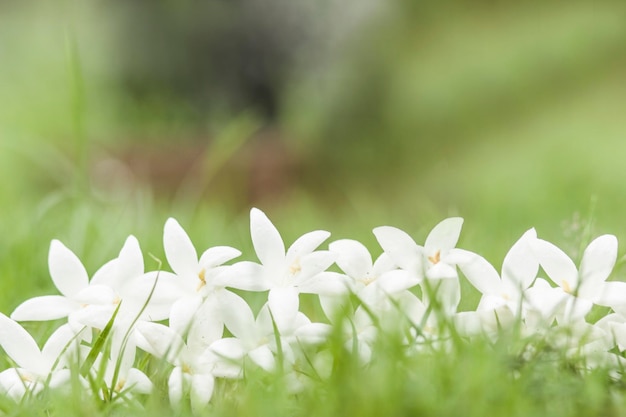 Photo vue rapprochée des plantes à fleurs blanches sur le champ