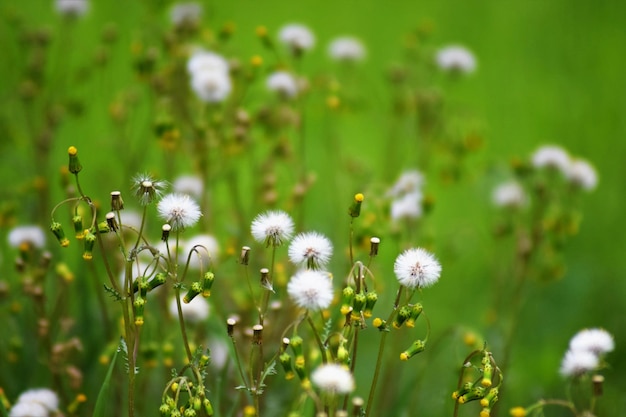 Vue rapprochée des plantes à fleurs blanches sur le champ