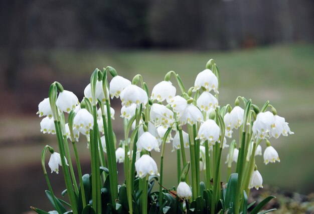 Vue rapprochée des plantes à fleurs blanches sur le champ.