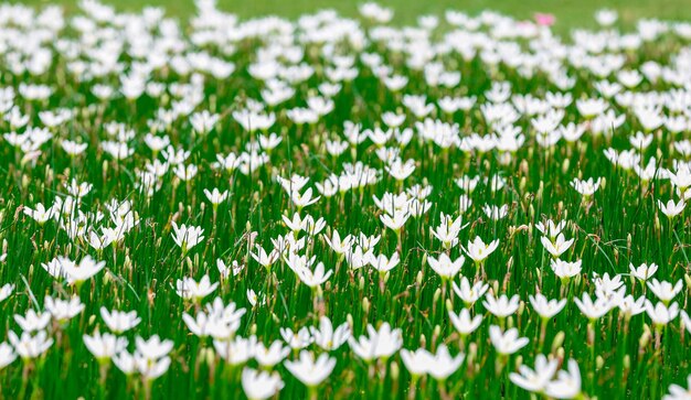 Photo vue rapprochée des plantes à fleurs blanches sur terre