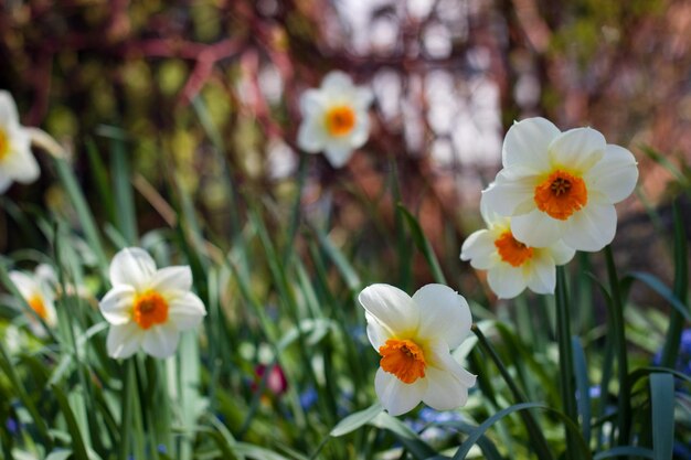 Photo vue rapprochée des plantes à fleurs blanches