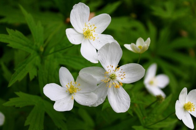 Photo vue rapprochée des plantes à fleurs blanches