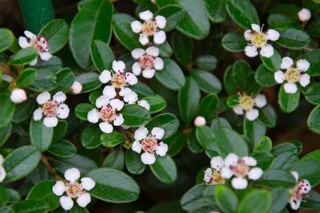 Photo vue rapprochée des plantes à fleurs blanches