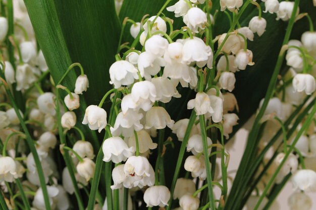 Photo vue rapprochée des plantes à fleurs blanches