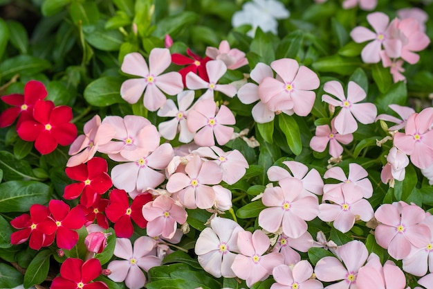 Photo vue rapprochée des plantes à fleurs blanches