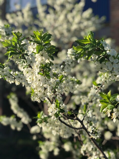 Vue rapprochée des plantes à fleurs blanches