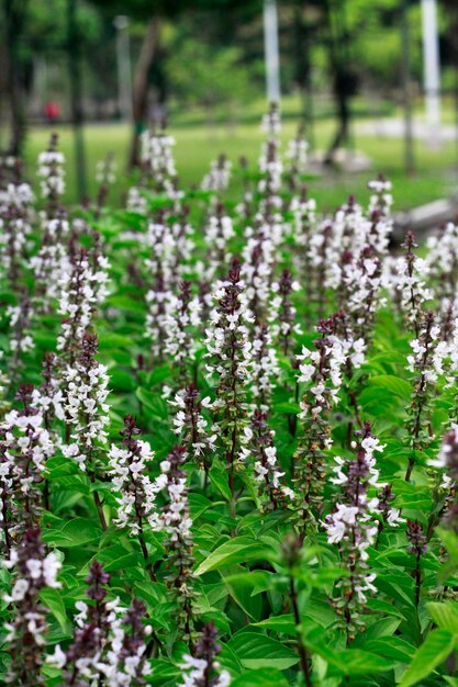 Photo vue rapprochée des plantes à fleurs sur le champ