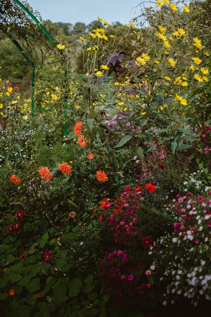 Photo vue rapprochée des plantes à fleurs sur le champ