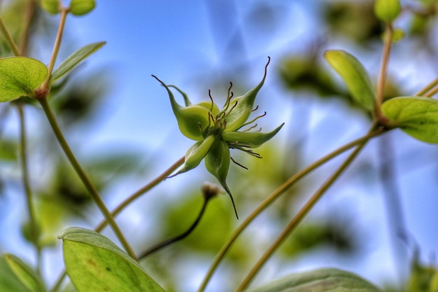 Vue rapprochée des plantes à fleurs sur le champ