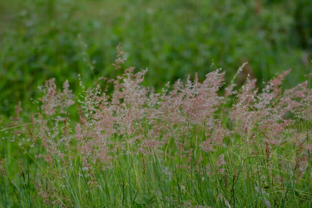 Photo vue rapprochée des plantes à fleurs sur le champ