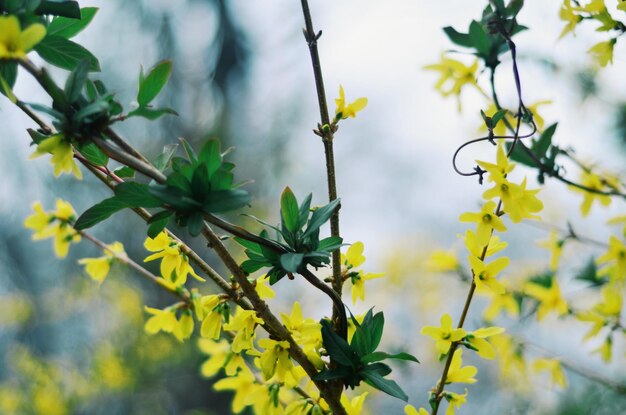 Vue rapprochée des plantes à fleurs sur un fond flou