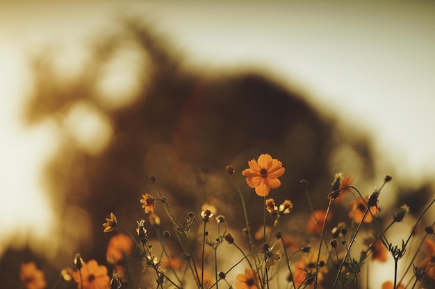 Vue rapprochée des plantes à fleurs jaunes sur le champ au coucher du soleil